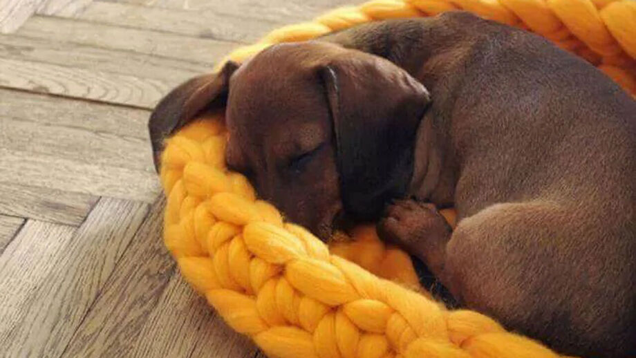 A caminha dos patudos também deve ser desinfetada e higienizada