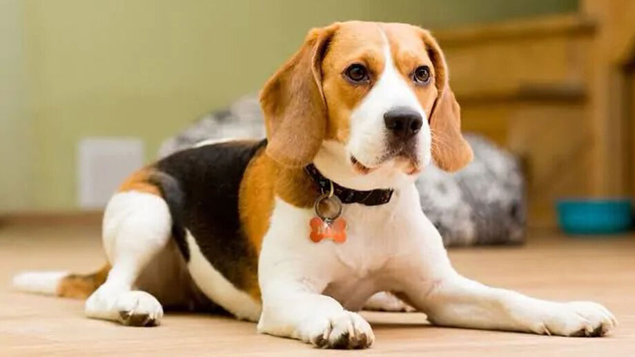 Barulho pode parecer mínimo mas pode stressar o seu cão