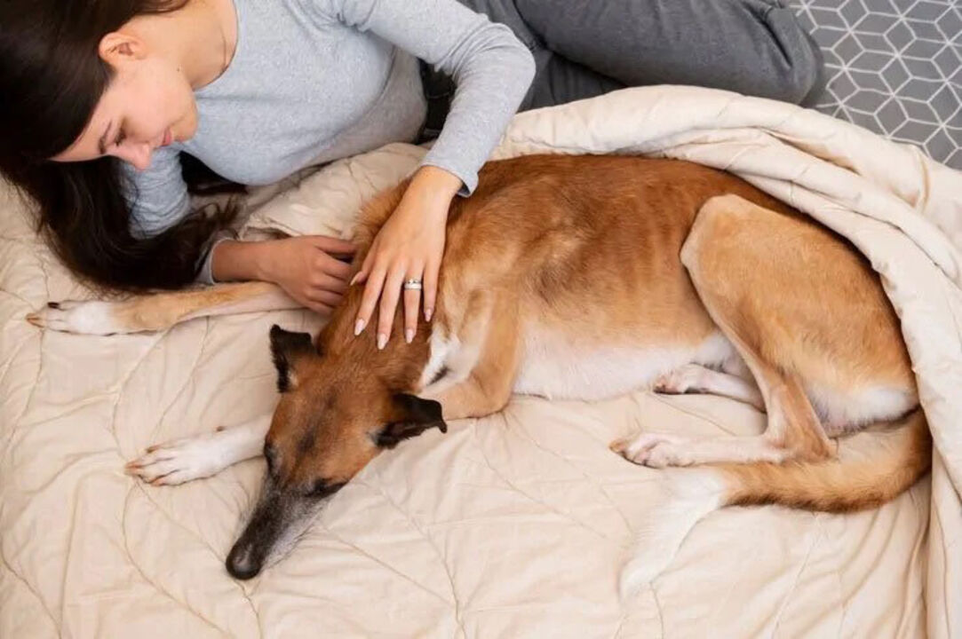 Mulher acaricia cão na cama, alívio para quem sofre com pelos pela casa