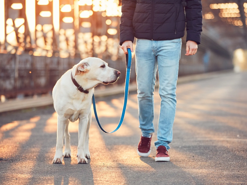 O passeio é essencial para o equilíbrio dos cães