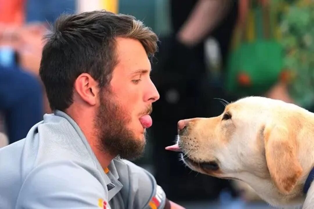 Os cães são animais sociáveis e que veem o seu humano como um membro da matilha