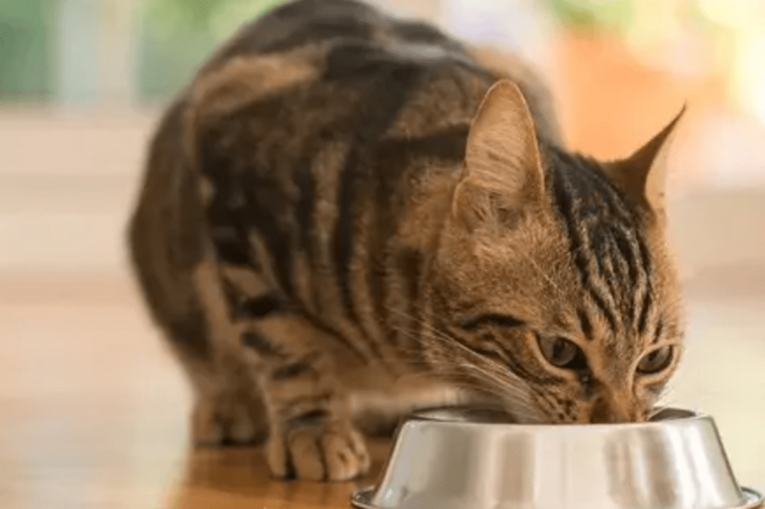 É importante ter cuidado com alimentos que são prejudiciais para os gatos