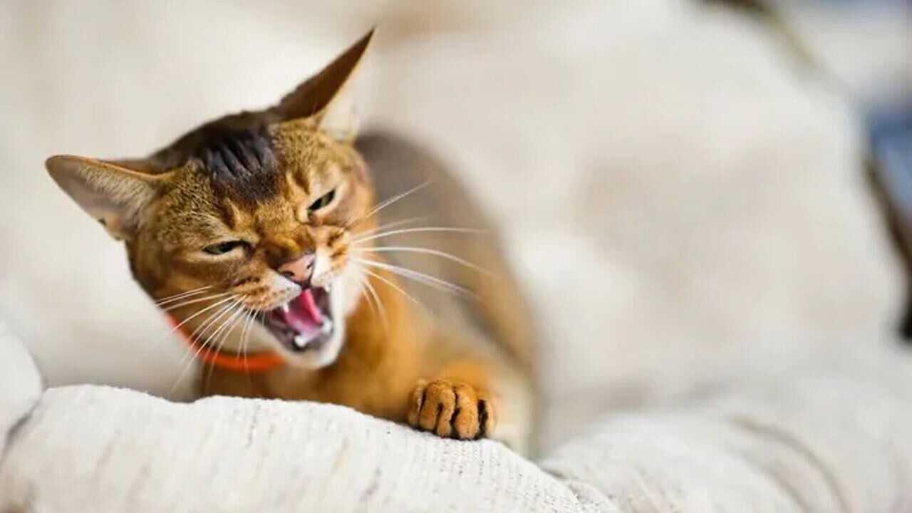 Gato parece incomodado, reage com rosnado