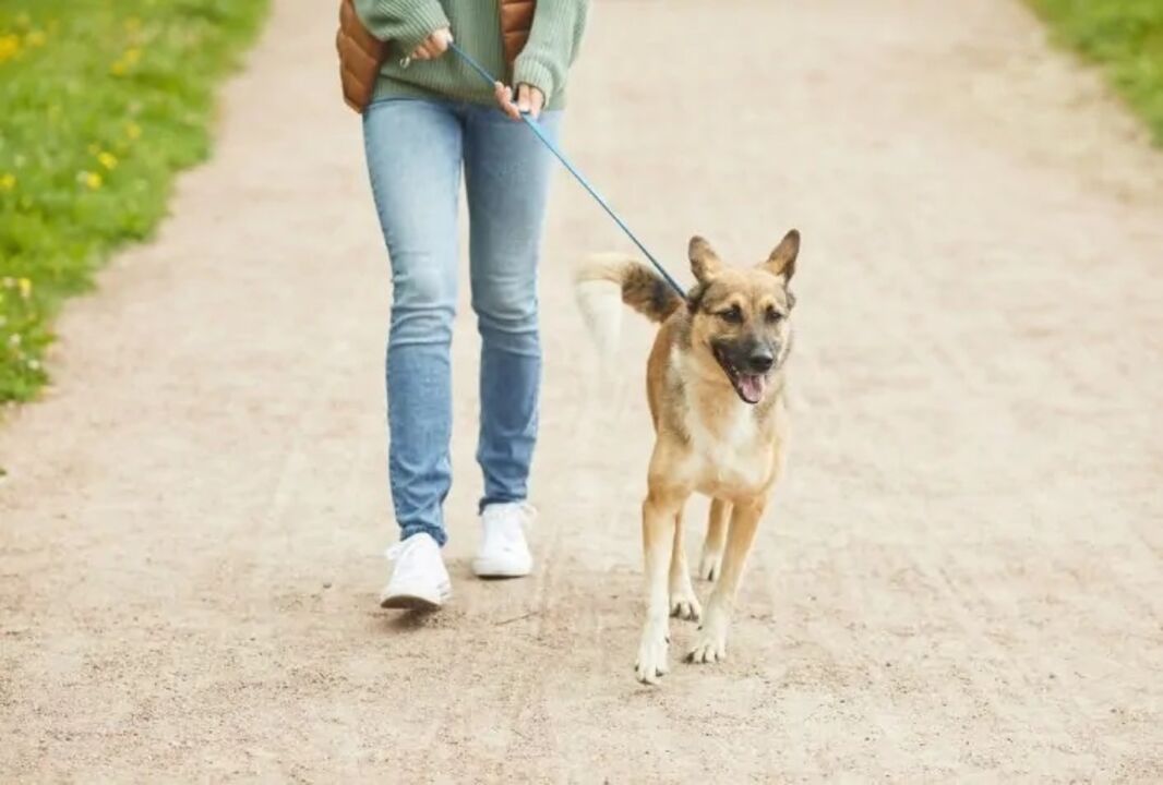 Truques para educar o seu cão com calma e sem frustrações