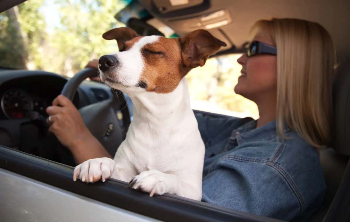 Cão viaja de carro com mulher, com o objetivo de preparar as viagens de férias