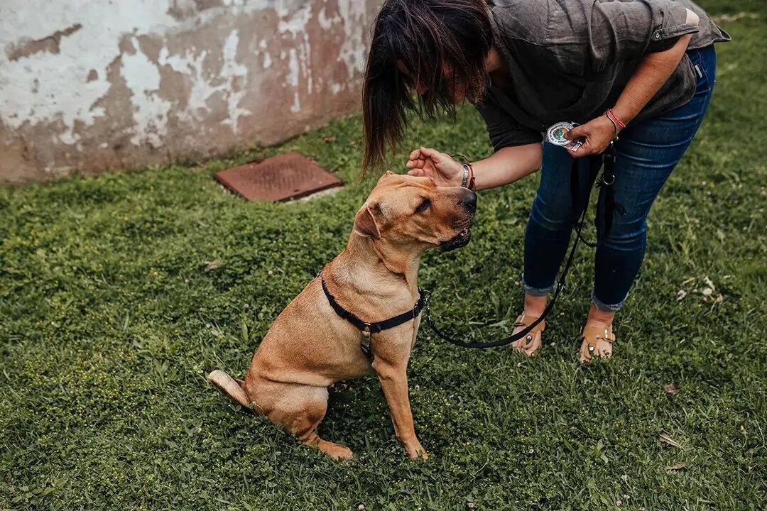 Mulher faz carinho num cão no jardim, para evitar que este escape