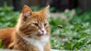 O calor está aí e as abelhas também: saiba o que fazer se o seu amigo patudo for picado por este inseto!