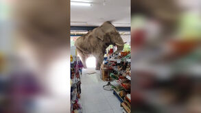 Elefante entra em supermercado na Tailândia e 'ataca' prateleiras 