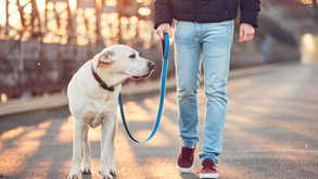 O passeio é essencial para o equilíbrio dos cães