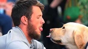 Estas são as 5 raças de cães que dariam a vida pelo dono