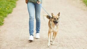 Truques para educar o seu cão com calma e sem frustrações