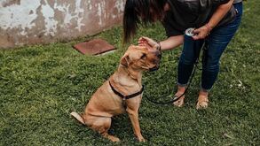 Saber passear o cão da forma correta é o primeiro passo para garantir a sua segurança e retorno a casa