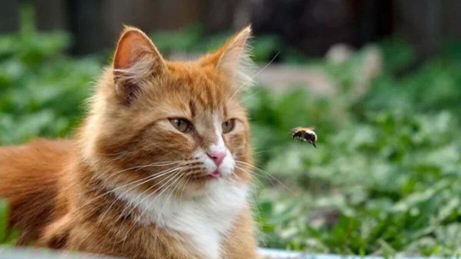 Gatos e cães também podem ser vítimas do ferrão da abelha