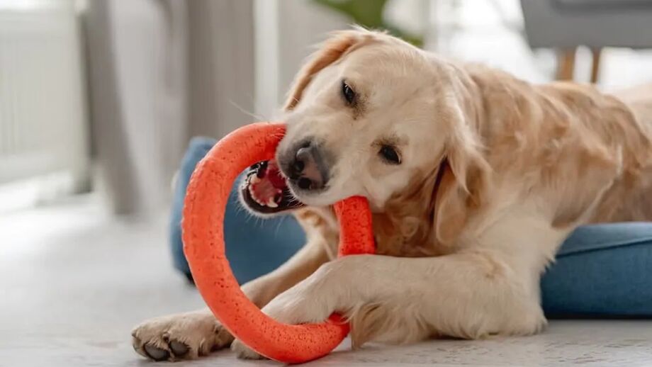 Atenção a objetos perigosos para animais