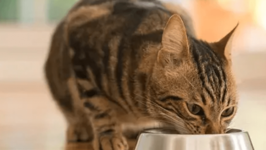 É importante ter cuidado com alimentos que são prejudiciais para os gatos