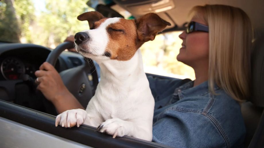 Cão viaja de carro