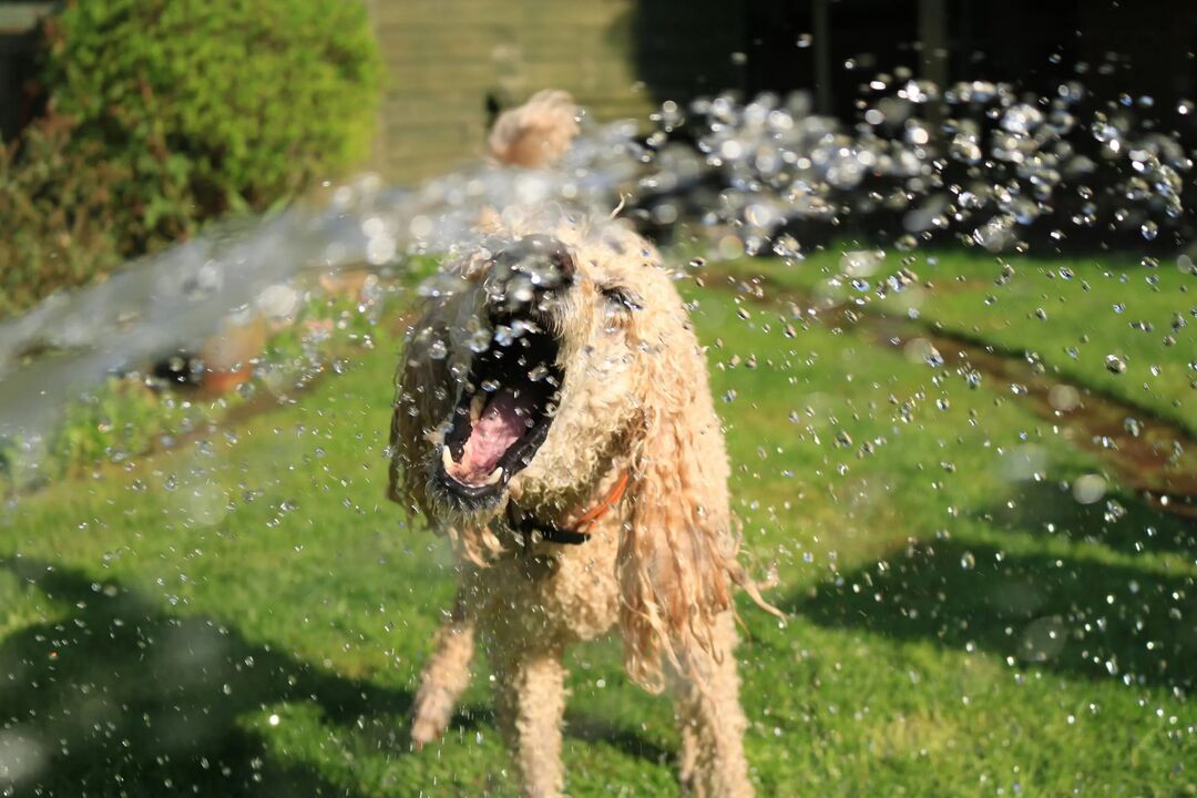 Cão refresca-se com água para combater o calor