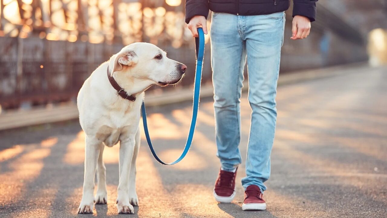 Sugestões para aproveitar o dia com o seu patudo