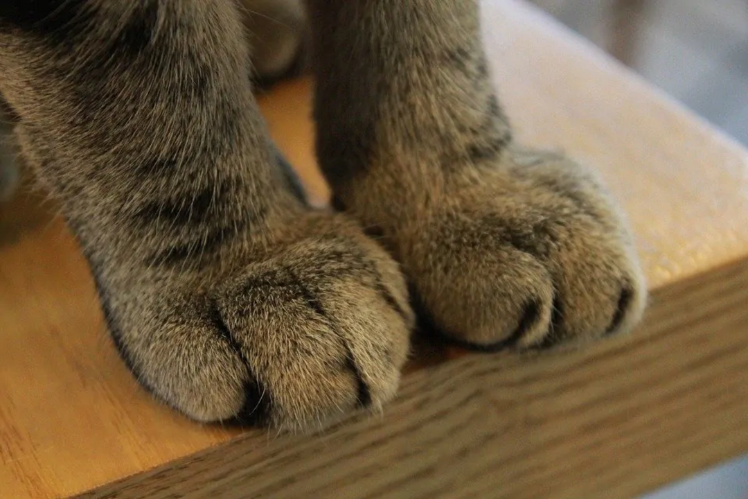 As patas dos gatos contêm glândulas que libertam feromonas com um odor característico