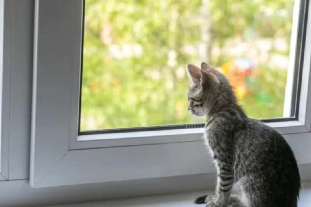 Gato observa o mundo exterior da janela, buscando novas perspetivas