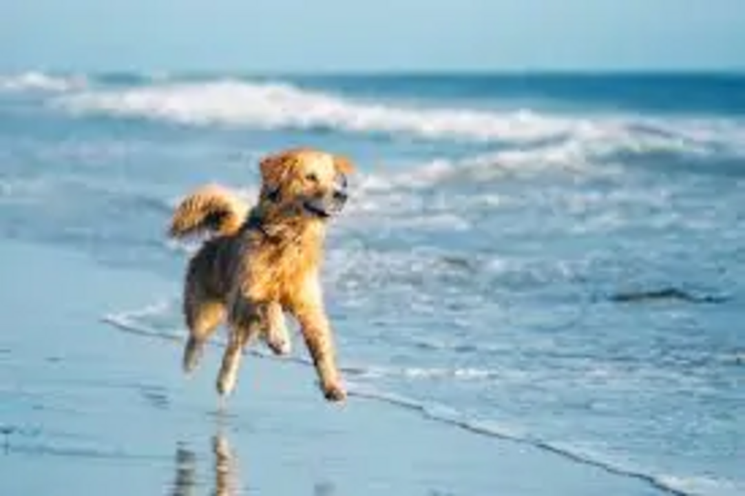 Levar o cão à praia é, sem dúvida, uma das melhores experiências de verão