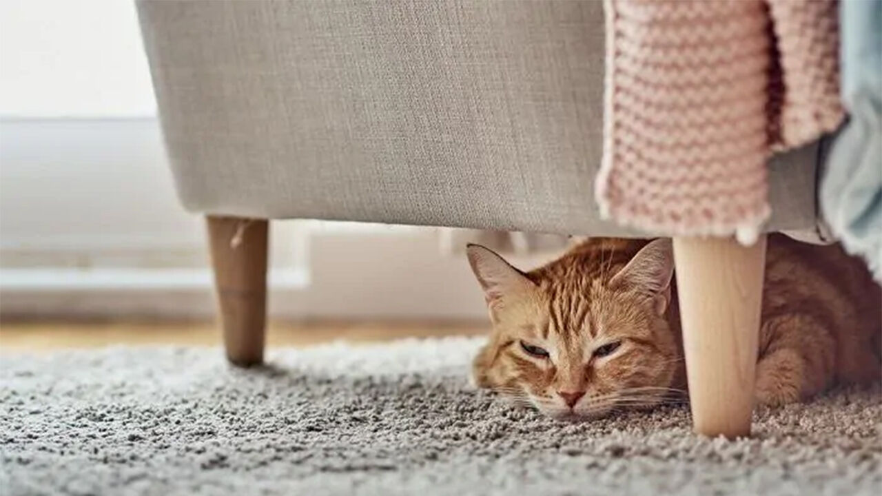 Cansaço em gatos pode indicar problemas de saúde ou mudanças no ambiente