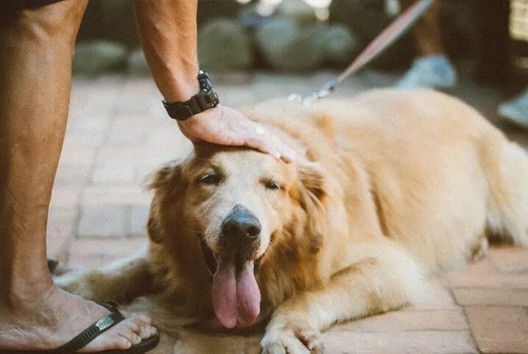 A linguagem corporal dos cães é muito mais complexa do que parece