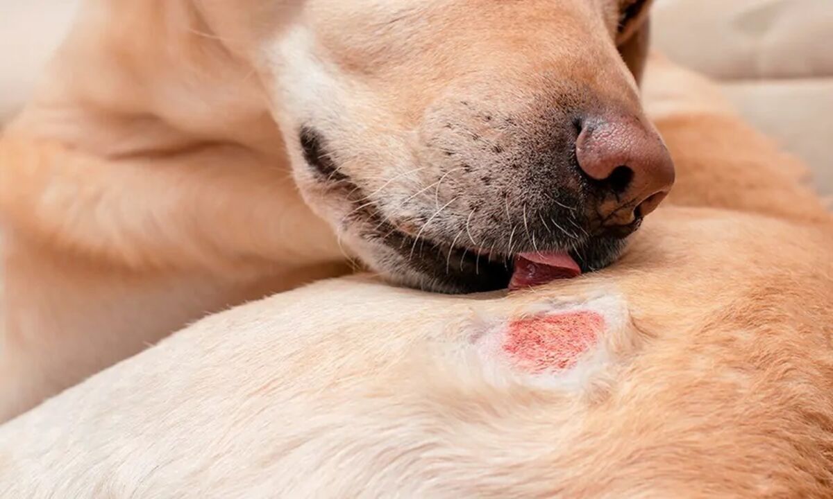 Cães sofrem de alergias