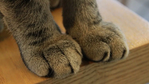 Estas são as 5 funções das patinhas do gato: prepare-se para ser surpreendido!