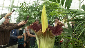 Flor mais mal-cheirosa do mundo atrai curiosos 