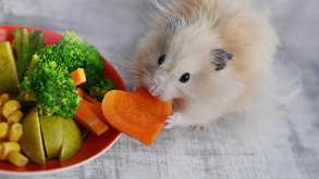 No verão, esteja atento à alimentação do seu roedor!