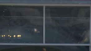 Enxame de joaninhas interrompe jogo de críquete em Inglaterra 