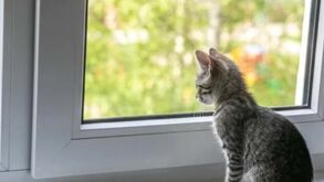 O seu gato está sempre a olhá-lo de cima? Seis razões para ele querer estar no topo dos móveis lá de casa