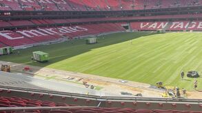 Estádio da Luz já tem o novo relvado para 2025/26