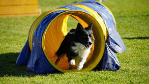 Abrantes recebe campeonatos de desporto canino com impacto económico até 10 ME