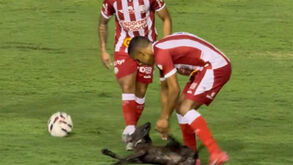 Cão invade relvado no Brasil e até 'driblou' jogadores