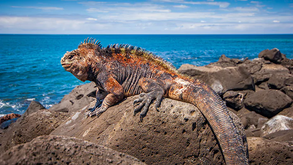 Sabia que os répteis também sofrem com o calor? É verdade! Saiba como salvá-los das altas temperaturas