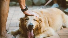 A linguagem corporal dos cães é muito mais complexa do que parece