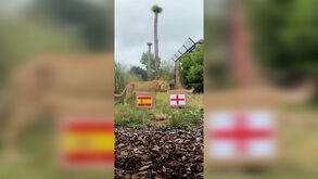 Leoa de zoo em Inglaterra prevê vencedora da final do Europeu de futebol feminino