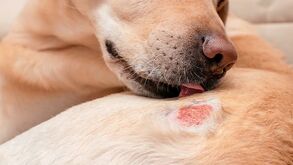 Cães sofrem de alergias