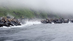 Leões marinhos saltam para o mar no momento em que sismo abala as ilhas Curilas na Rússia