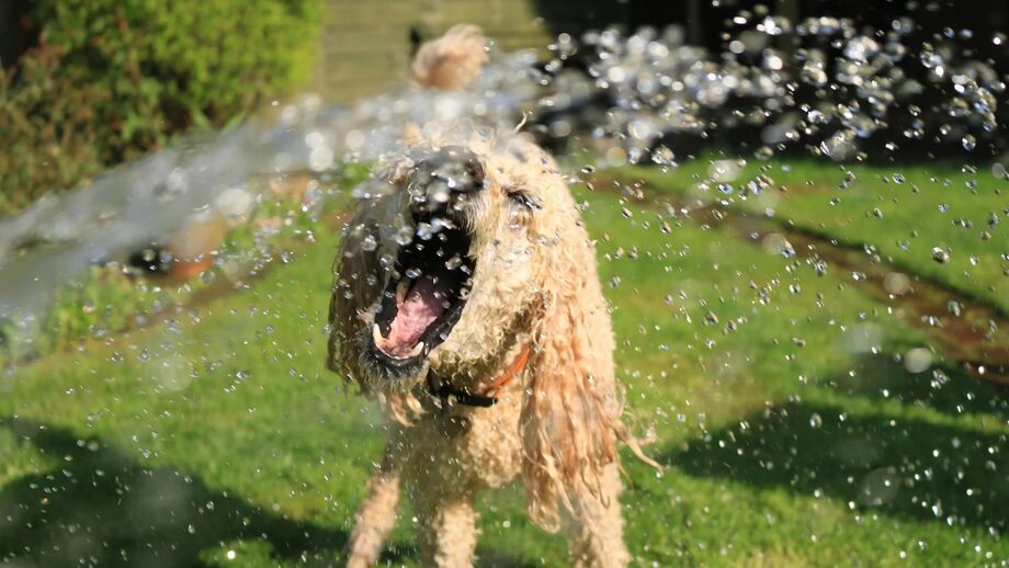 Cão refresca-se com água para combater o calor