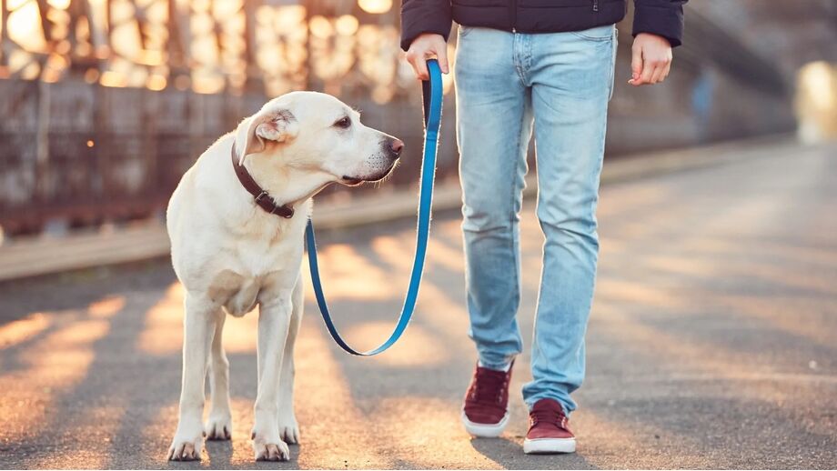 Sugestões para aproveitar o dia com o seu patudo