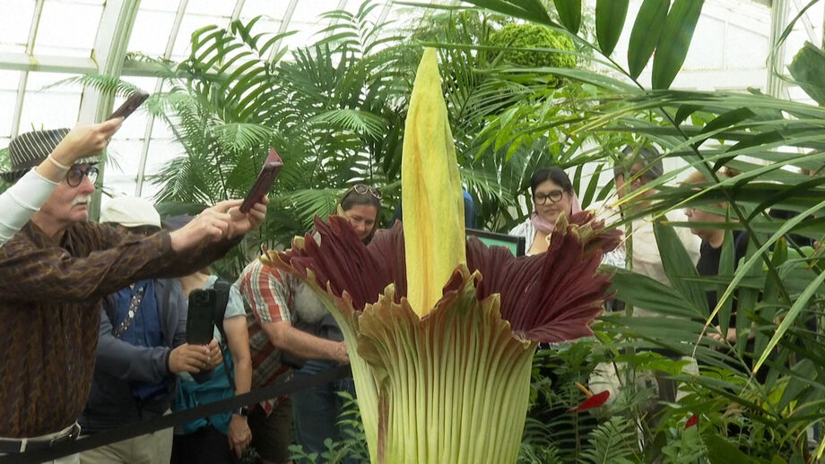 Espetáculo raro que dura apenas 48 horas