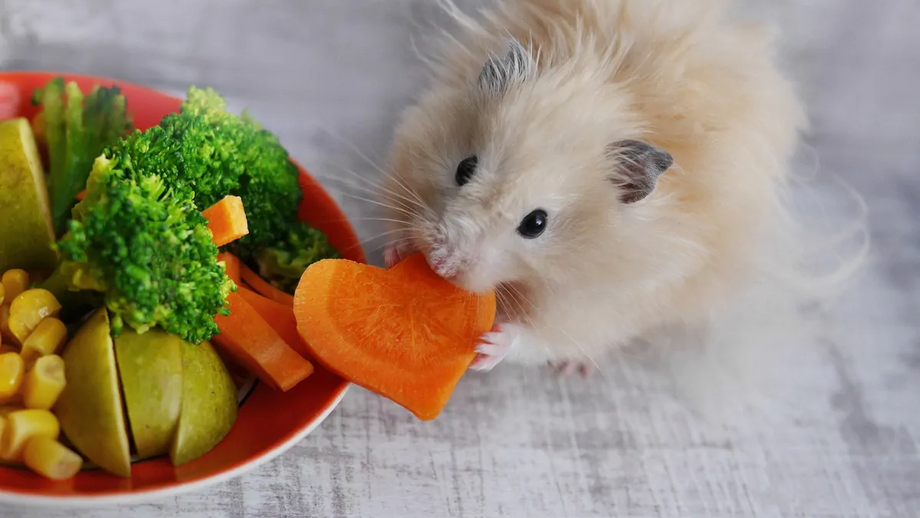 Alimentação para roedores no verão exige atenção redobrada