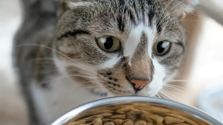 Gato a comer ração