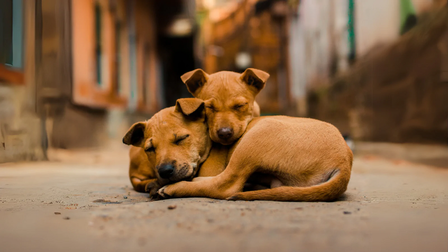Cães procuram conforto durante o calor