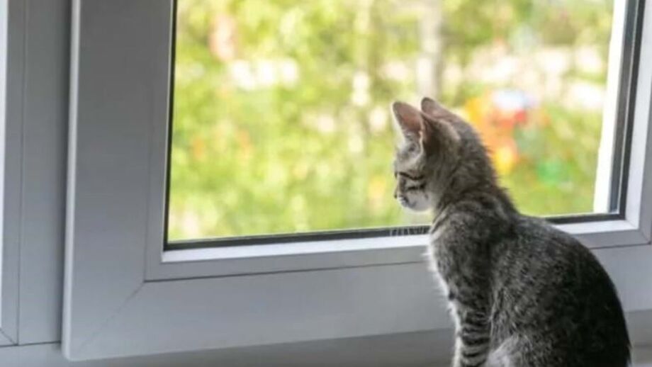 Os gatos são animais curiosos, estrategas, e que gostam de estar sempre a par do acontecimentos