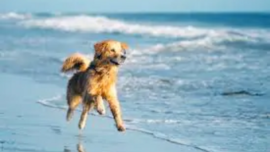 Levar o cão à praia é, sem dúvida, uma das melhores experiências de verão