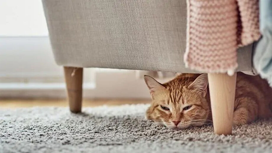 Cansaço em gatos pode indicar problemas de saúde ou mudanças no ambiente